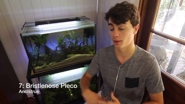 Top 10 Tankmates for Guppies (Poecilia reticulata, Million Fish) смотреть онлайн