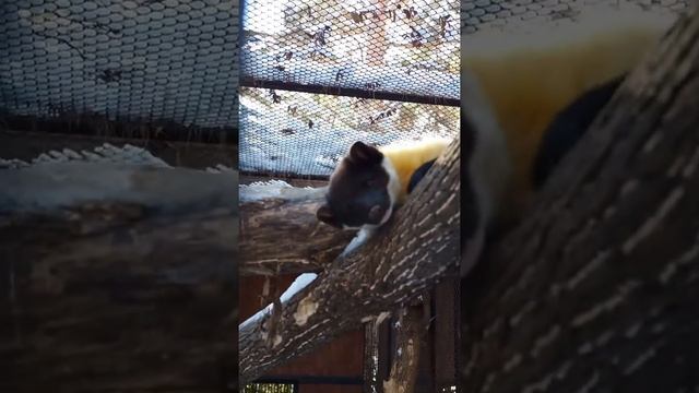 С добрым утром от харзы ☀️ #shorts #animals #zoo #зоопарк #новосибирск смотреть онлайн