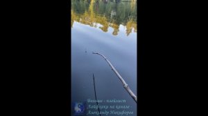 Рыбалка. Ротан на мелкого ротана.