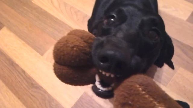 злая такса не отдаёт игрушку смотреть онлайн