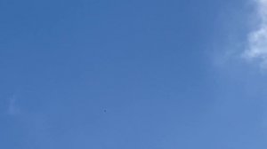 Орёл помешал сапсану атаковать голубя…..