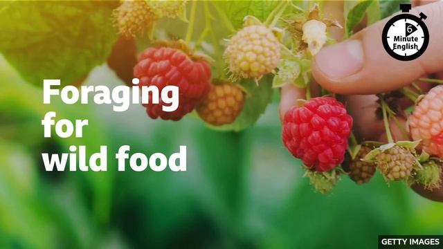 Foraging For Wild Food ⏲️ 6 Minute English