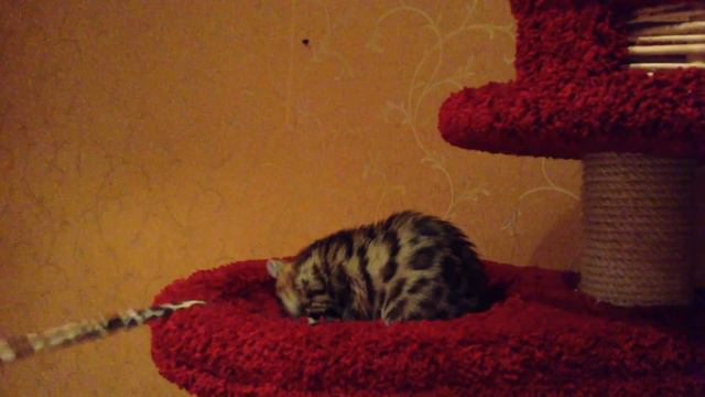 Бенгальская кошечка
