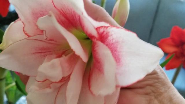 AMARILIS EN FLORACIÓN,MENOS DE UN MES#(720)725 8971 DENVER COLORADO смотреть онлайн