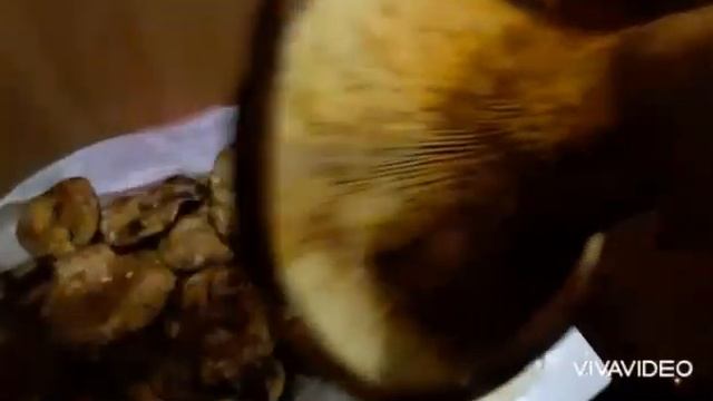 Видео-обращение к знатокам грибов. Это свинушки? Ядовитые грибы или нет?# смотреть онлайн