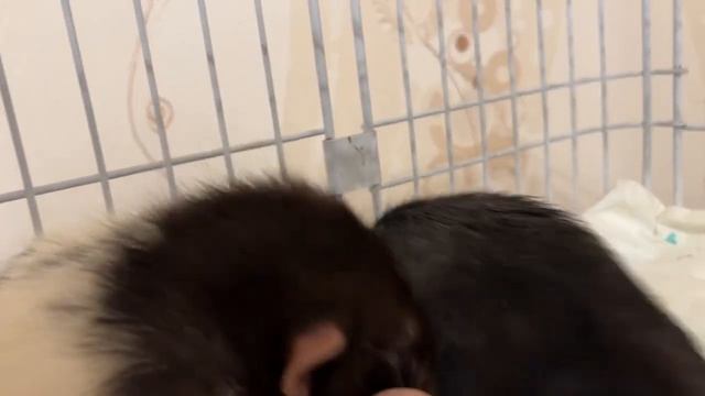 Крысы заботятся друг о друге. Емельян свалился с полки. #animal #животные #rat #крысы смотреть онлайн