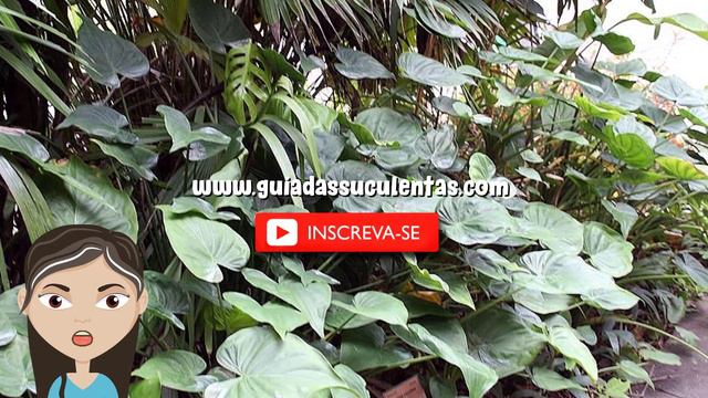 Alocasia Cucullata: Tudo Sobre Essa Planta смотреть онлайн