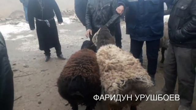 МОЛ БОЗОРИ МУЖУН НАРХОИ КУЧКОРХО ЧИХЕЛ? смотреть онлайн