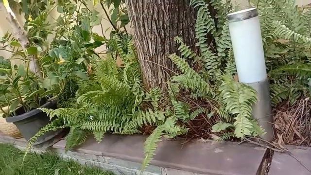 World Environment Day ‐ Sangeeta Venkatesh- Ecoparadigm gives her views views смотреть онлайн