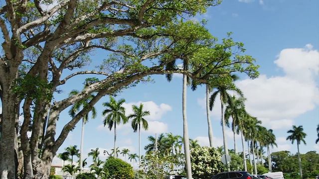 The Town of Palm Beach | On The Town in The Palm Beaches смотреть онлайн