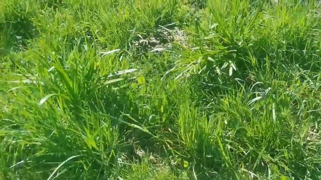 Szachownica kostkowata Fritillaria meleagris to najpiękniejszy polski kwiat смотреть онлайн