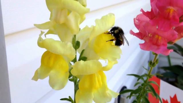 Short Bumble Bee clip on Canada Day смотреть онлайн