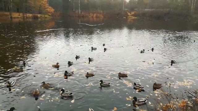 Парк усадьбы Лопухиной. Озеро Среднее. смотреть онлайн