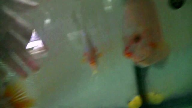 Обзорчик разведения дискусов в Краснодаре #разводня #discus #дискусы #аквариум смотреть онлайн