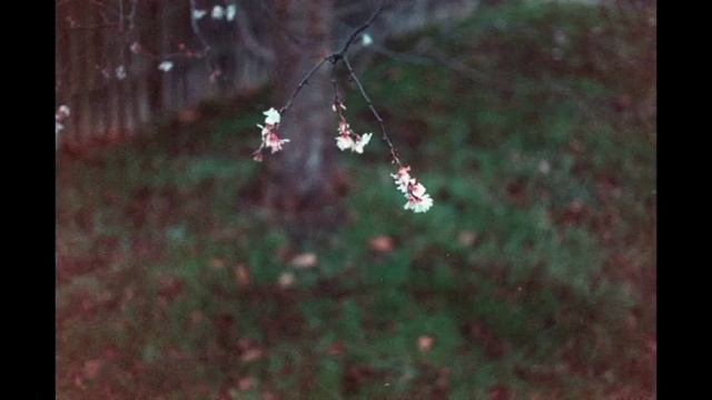 Yashica Electro 35 GX Test With Expired Films