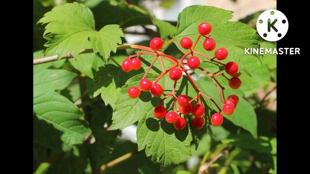 Калина лечебная. Рецепты смотреть онлайн