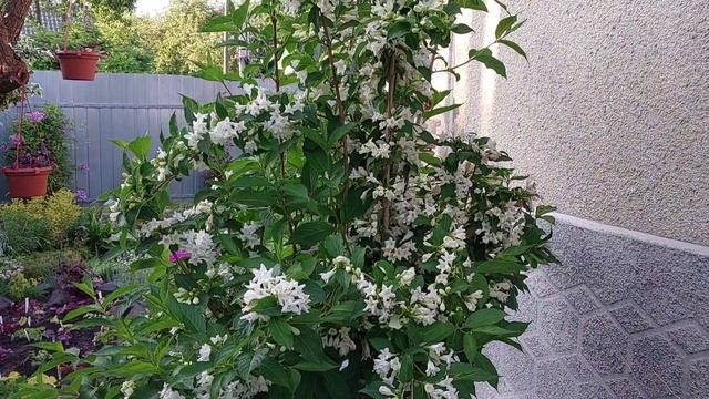 Вейгела в саду. Моя Колекція Вейгел.