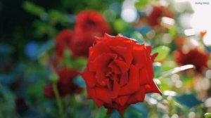 САМАЯ КРАСИВАЯ МУЗЫКА ДЛЯ ДУШИ! Одна из самых красивых и волшебных песен о любви! Красивые пейзажи#