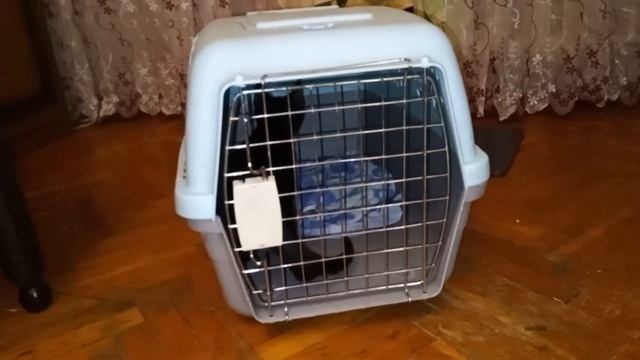 ЧЕРЫЙ КОТЕНОК БЫЧИТ НА ДАЛЬНЕВОСТОЧНОГО КОТА смотреть онлайн