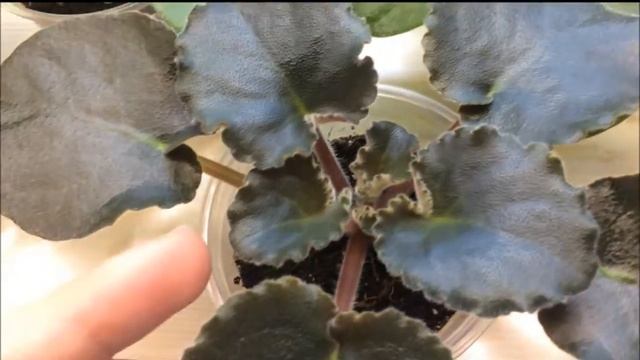 Фиалки из семян: часть 10. Сеянцы выдают цветоносы смотреть онлайн