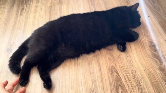 Очень ленивые и красивые наши коты. Полный Релакс. Присоединение. Медитация. смотреть онлайн