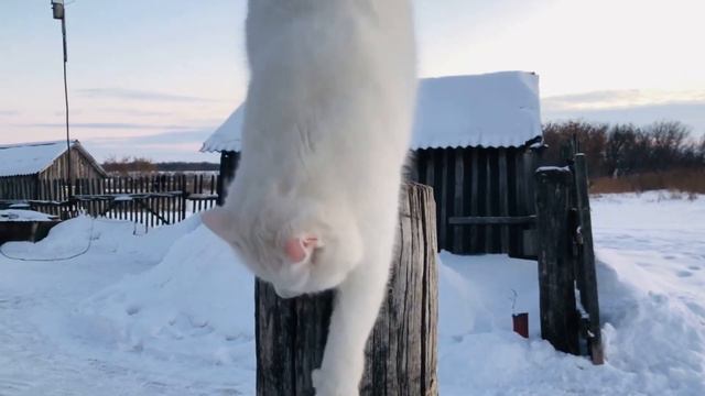 Белоснежная красавица вышла полюбоваться снегом / Глухая кошечка Алиса смотреть онлайн