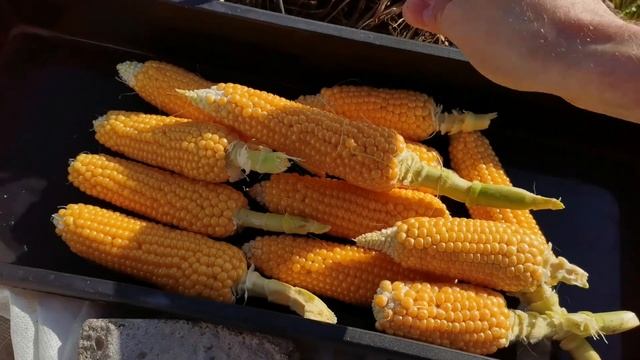 Домашний попкорн. Урожай воздушной кукурузы 2022 года. смотреть онлайн