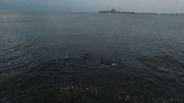 Bombarda weedbuster. Fishing hacks. Dæmningen Nov 2022 Havørred