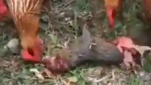 Курица ест норку смотреть онлайн
