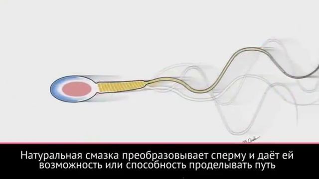 Alura - Видео о капацитации мужского семени (Доктор Томпсон презентация) смотреть онлайн