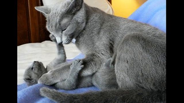 Уход за русской голубой кошкой Её внешность и особености смотреть онлайн