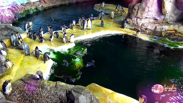 Пингвины. 25.01.23г. смотреть онлайн