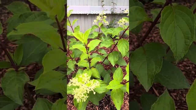 Обзор гортензий на конец июля 2023 смотреть онлайн