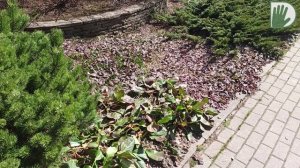 Видео журнал «Сады в отличной форме №71»  ПАЛИСАДНИКИ и МАЛЫЕ ПРОСТРАНСТВА