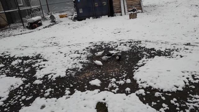 Бойные голуби Дальнего Востока. смотреть онлайн