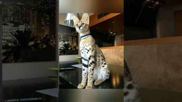 Самые редкие породы кошек в мире?Часть4? смотреть онлайн