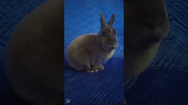 Один. Карликовый рекс. смотреть онлайн