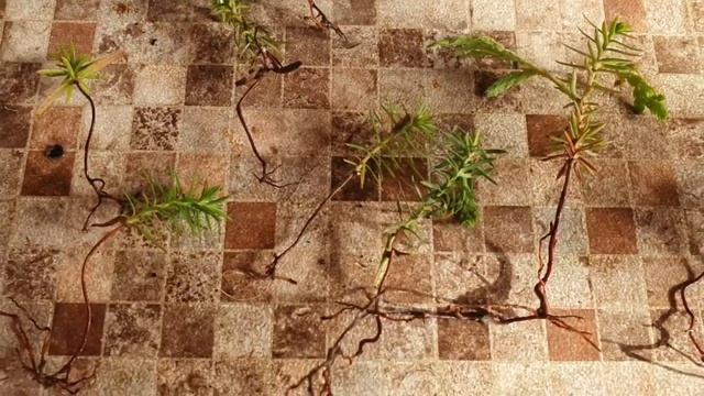 Как самостоятельно укоренить и вырастить туи. смотреть онлайн