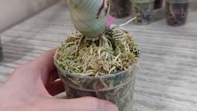 Живой мох сфагнум. Часть вторая. Морковкам нравится и я довольна.