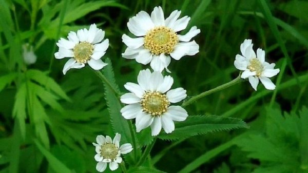 Светлана Лазарева - Мама