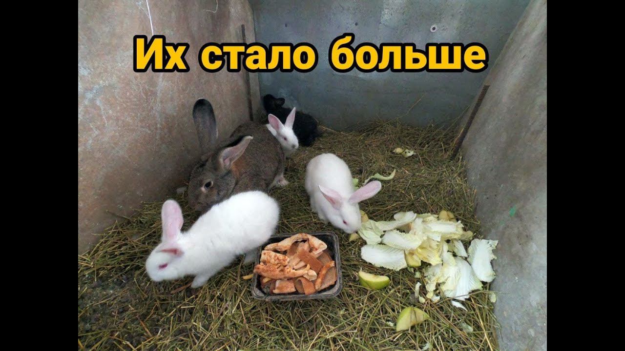 Кроликов стало больше. Кролиководство в домашних условиях. Вьетнамские свиньи. смотреть онлайн
