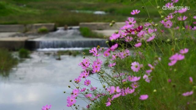 Идеальные спутники жизни для Дев: Топ 4 знаков Зодиака смотреть онлайн