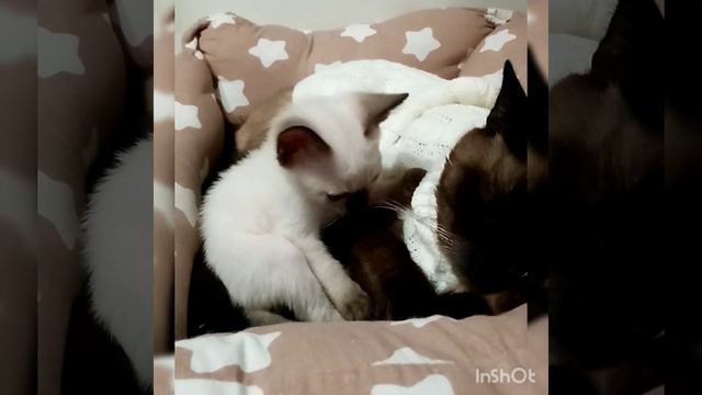 отец проснись.... 🙃ай, ладно и сам прилягу🤣🤣😸💕 смотреть онлайн