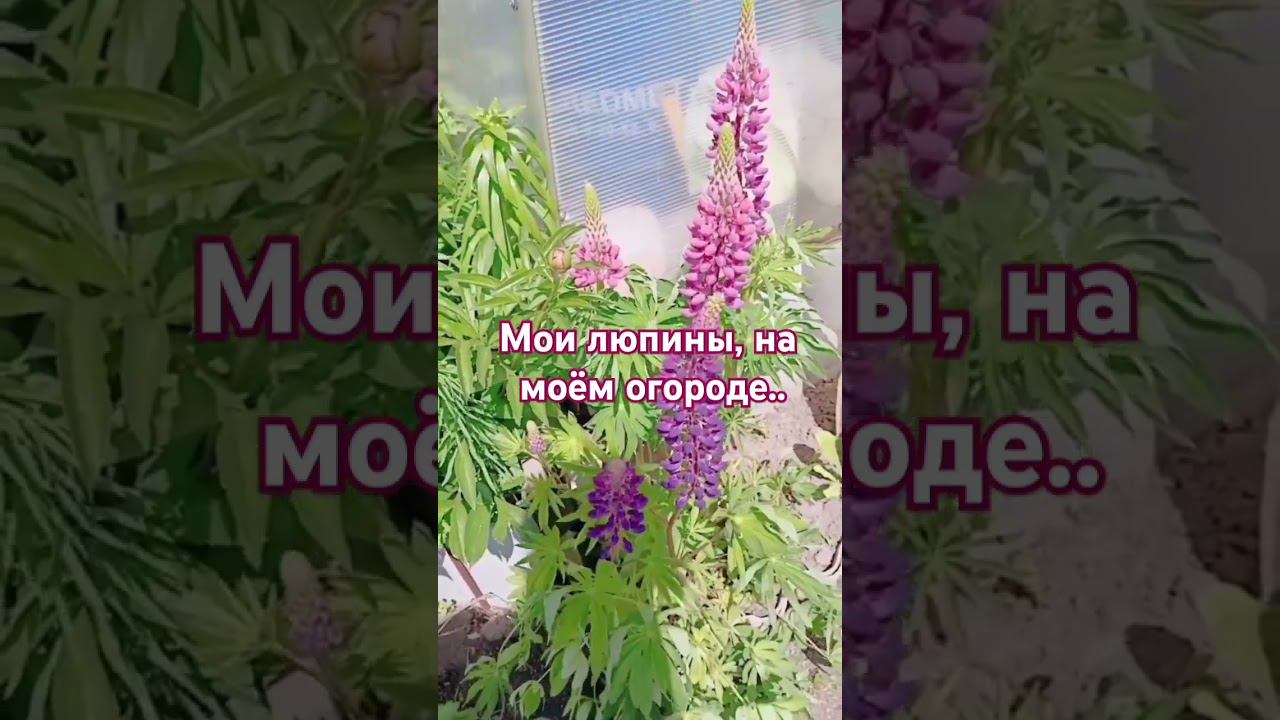  смотреть онлайн