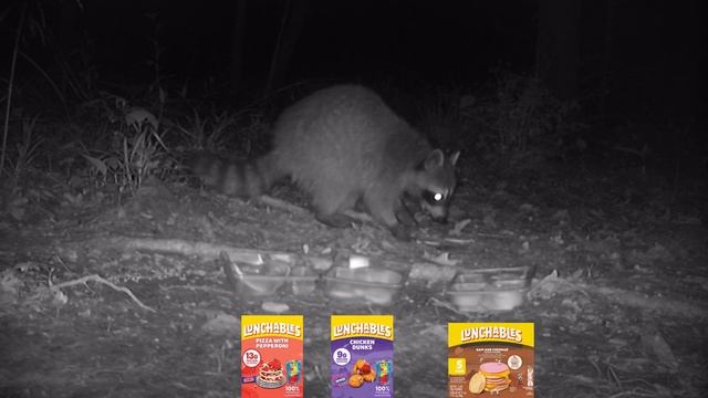 Mario Themed LUNCHABLES Left in the Woods!! - Trail Camera - Wildlife React! смотреть онлайн