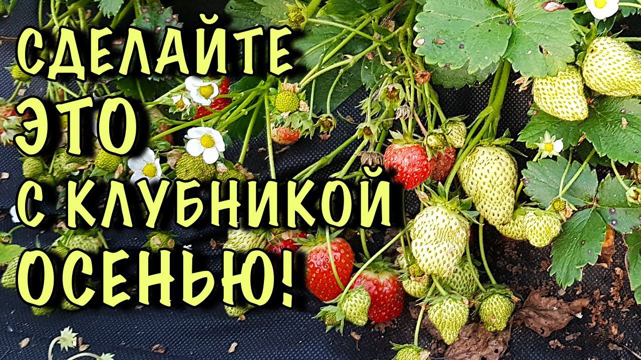 Уход за клубникой в сентябре! Сделайте ТАК, чтобы СОБИРАТЬ ЯГОДЫ ВЁДРАМИ! смотреть онлайн
