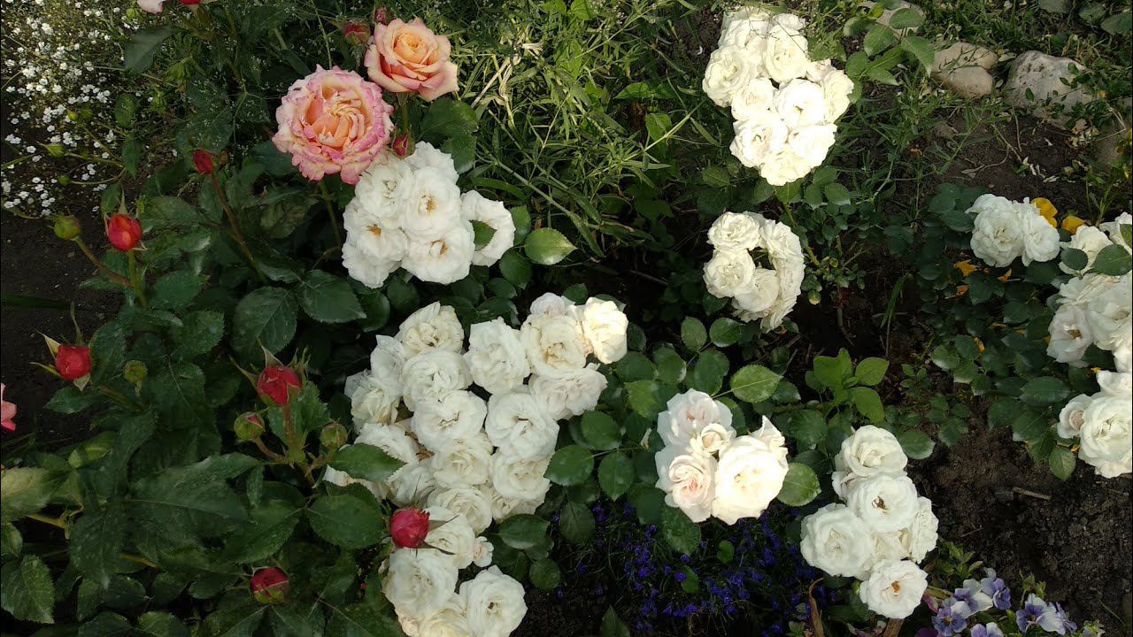 Розы. Секреты выращивания. Флорибунды. смотреть онлайн