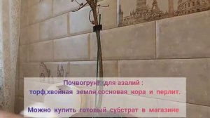 Как спасти азалию. Реанимирование после засушки и залития.