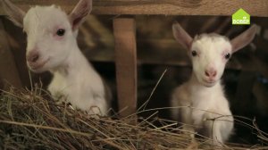 УХАЖИВАЕМ ЗА КОЗЛЯТАМИ. Важные советы начинающим животноводам