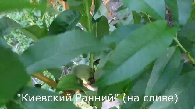 Персик Спринг Тайм? смотреть онлайн